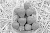 Strawberry%20plant%20named%20%27Romina%27