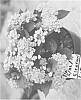 Lantana%20camara%20%27ELEORAN%20%27