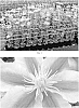 Clematis%20hybrid%20%27Zoang%27