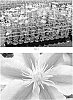 Clematis%20hybrid%20%27Zoang%27