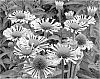 ECHINACEA%20PLANT%20NAMED%20%27QUILLS%20AND%20THRILLS%27