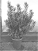 Leucadendron%20salignum%20x%20laureolum%20%27Ebony%27