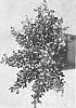 Coprosma%20repens%20%27Midnight%20Martini%27