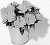 Impatiens%20hawkeri%20%27KLENI10128%27