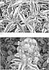 Phlox%20paniculata%20%27Shockwave%27