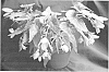 Begonia%20hybrid%20%27YASPRINK%27