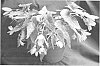Begonia%20hybrid%20%27YASPRINK%27
