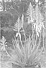 Aloe%20hybrid%20%27X5%27