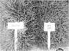 Zoysiagrass%20plant%20named%20%27BA-189%27