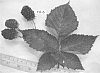 Rubus%20ursinus%20%27HJ-6%27
