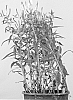 Veronica%20longifolia%20%27Alllady%27
