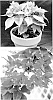 Bougainvillea%20x%20hybrida%20%27Koiro%27