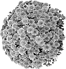 Chrysanthemum%20x%20morifolium%20%27Nerola%20Orange%27