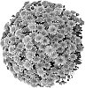 Chrysanthemum%20x%20morifolium%20%27Nerola%20Orange%27