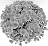 Chrysanthemum%20x%20morifolium%20%27Mika%20Orange%27