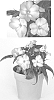 Impatiens%20hawkeri%20%27Vinfsalbis%27
