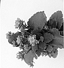 Kalanchoe%20blossfeldiana%20%27Justine%27