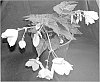 Begonia%20hybrid%20%27YASPWHIT%27