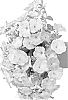 Petunia%20x%20hybrida%20%27FIPETROBICO%27