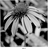 Echinacea%20hybrid%20%27B%27s%20Knees%27