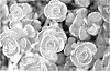 Sedum%20spurium%20%27Nonogo%27