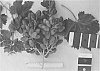 Grapevine%20%27IFG%20Four%27