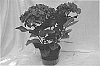 Hydrangea%20plant%20named%20%27Royalty%27