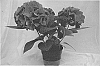 Hydrangea%20plant%20named%20%27Freedom%27