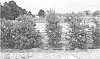 Callistemon%20viminalis%20plant%20named%20%27CV01%27