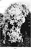 Clematis%20sp.%20%27Beautiful%20Bride%27