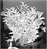 Mandevilla%20splendens%20%27FGDIP1RV%27