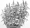 Veronica%20longifolia%20%27Alllord%27
