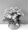 Kalanchoe%20blossfeldiana%20%27Don%20Nando%27