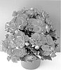 Begonia%20x%20hiemalis%20%27Grace%27