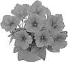 Petunia%20x%20hybrida%20%27Fipetred%27