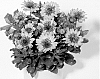 Osteospermum%20ecklonis%20Norl.%20%27KLEOE10180%27