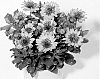 Osteospermum%20ecklonis%20Norl.%20%27KLEOE10180%27
