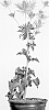 Eryngium%20alpinum%20%27White%20Star%27