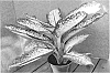 Dieffenbachia%20hybrid%20%27Delilah%27