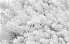 Sedum%20reflexum%20%27Nonot%27