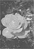 Floribunda%20Rose%20Plant%20Named%20%27Bagstream%27