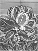 Variety%20of%20calathea%20plant%20named%20%27PRINCESS%20JESSIE%27