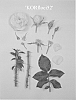 Rosa%20hybrida%20%27KORfloci52%27