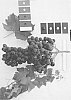 Vitis%20vinifera%20%27IFG%20Eight%27