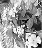 Lantana%20camara%20L.%20%27LANZ0003%27
