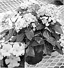 Lantana%20camara%20L.%20%20%27LANZ0002%27