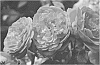 Floribunda%20Rose%20Plant%20Named%20%27RADPROV%27
