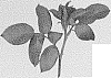 Grandiflora%20Rose%20Plant%20Named%20%27Meikanaro%27