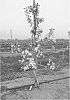 Apple%20tree%2C%20%27DS%203%27