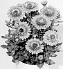 Osteospermum%20plant%20named%20%27KLEOE10181%27